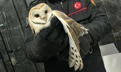 Ünye'de Mahsur Kalan Baykuş Kurtarıldı