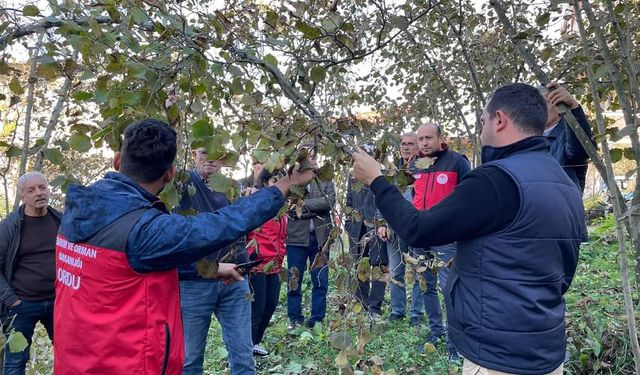 Çamaş'ta Fındık Üreticilerine Uygulamalı Eğitim Verildi